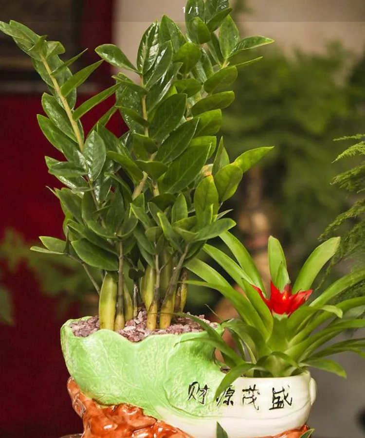 jinqianshu